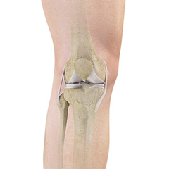 Knee